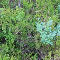 8/18 - © Copyright 2010 Patrice Prunier – VI.2.1.1.3 - Dicrano bergeri-Callunetum vulgaris, Rothenthurm CH-SZ