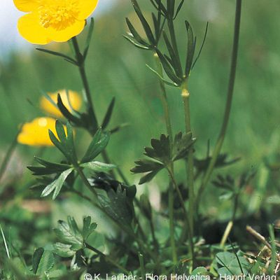 Ranunculus carinthiacus Hoppe, © 2022, Konrad Lauber – Flora Helvetica – Haupt Verlag