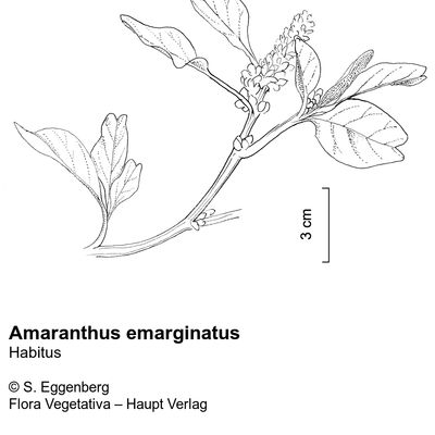 Amaranthus emarginatus Uline & W. L. Bray, 12 January 2023, © 2022, Stefan Eggenberg – Flora Vegetativa © Haupt Verlag