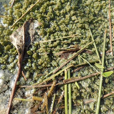 Chara vulgaris L., © 2022, A. Boissezon – Les petits canaux récemment restaurés constituent un habitat potentiel pour Chara vulgaris (Chessel, CH-Vd).