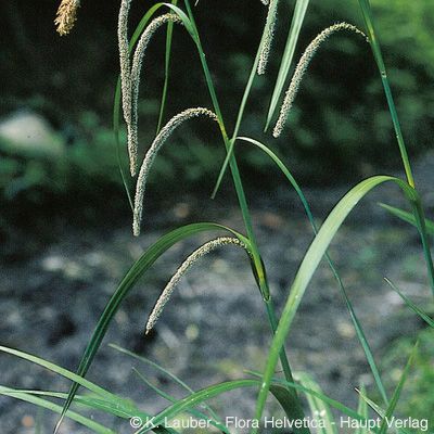 Carex pendula Huds., © 2022, Konrad Lauber – Flora Helvetica – Haupt Verlag