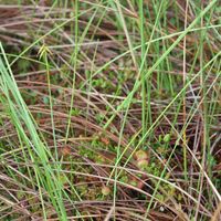 15/15 - © Copyright 2013 Patrice Prunier – VI.2.1.1.1 - Sphagnetum medii, Frasne F-25