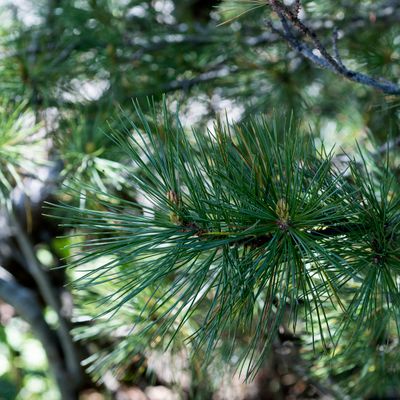 Pinus cembra L., 23 June 2016, © Copyright Françoise Alsaker – Pinaceae
