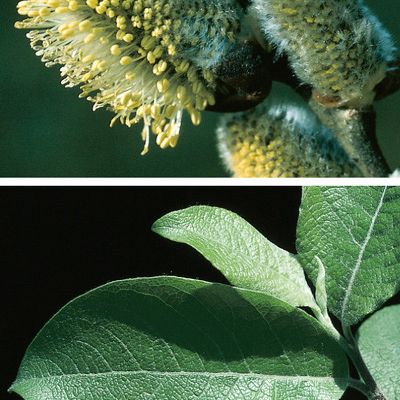 Salix caprea L., © 2022, Konrad Lauber – Flora Helvetica – Haupt Verlag