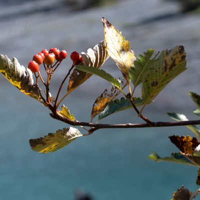 Sorbus mougeotii Soy.-Will. & Godr., 3 October 2019, © Copyright Françoise Alsaker – Rosaceae