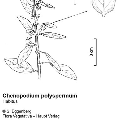 Chenopodium polyspermum L., 12 January 2023, © 2022, Stefan Eggenberg – Flora Vegetativa © Haupt Verlag