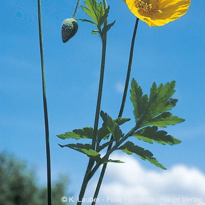 Meconopsis cambrica (L.) Vig., © 2022, Konrad Lauber – Flora Helvetica – Haupt Verlag