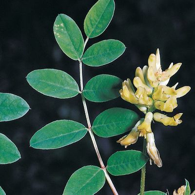 Astragalus glycyphyllos L., © 2022, Konrad Lauber – Flora Helvetica – Haupt Verlag