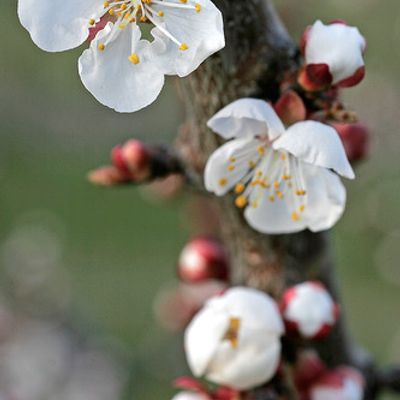 Prunus armeniaca L., © 2006, Beat Bäumler – Saxon (VS)