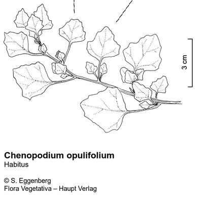 Chenopodium opulifolium Schrad., 12 January 2023, © 2022, Stefan Eggenberg – Flora Vegetativa © Haupt Verlag
