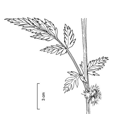 Torilis nodosa (L.) Gaertn., © 2022, Stefan Eggenberg – Flora Vegetativa © Haupt Verlag