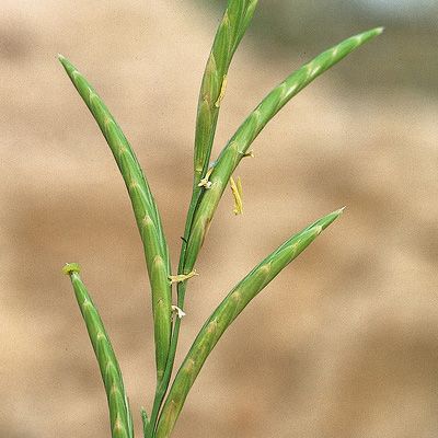 Brachypodium phoenicoides (L.) Roem. & Schult., © 2022, Konrad Lauber – Flora Helvetica – Haupt Verlag