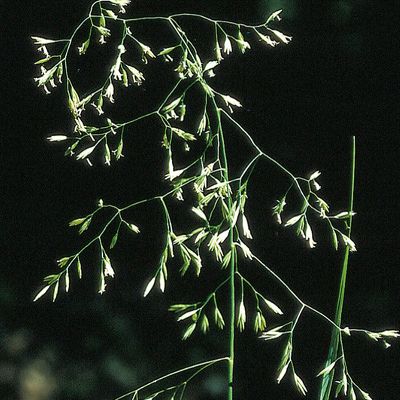 Festuca altissima All., © 2022, Konrad Lauber – Flora Helvetica – Haupt Verlag