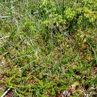 19/22 - © Copyright 2022 Patrice Prunier – VI.2.1.2.1 - Empetro hermaphroditi-Sphagnetum fusci, Simplonpass CH-VS
