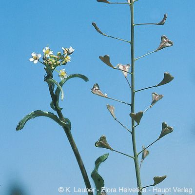 Capsella rubella Reut., © 2022, Konrad Lauber – Flora Helvetica – Haupt Verlag