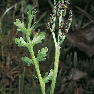 Botrychium matricariifolium (Döll) W. D. J. Koch, © 2022, Konrad Lauber – Flora Helvetica – Haupt Verlag