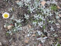 5/6 - © 2013, Patrice Prunier – III.3.2.1.1 - Androsacetum alpinae, Oberrothorn Zermatt CH-Vs