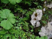 4/4 - © 2012, Patrice Prunier – III.3.3.2.1 - Cystopteridetum montanae, Canyon Cret de la Neige FR-01