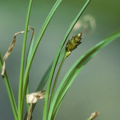 Carex foetida All., © Copyright Christophe Bornand