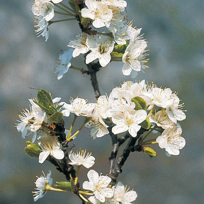 Prunus domestica subsp. insititia (L.) Bonnier & Layens, © 2022, Konrad Lauber – Flora Helvetica – Haupt Verlag