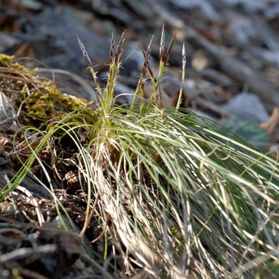 Carex humilis Leyss., 20 March 2009, © 2022, Philippe Juillerat