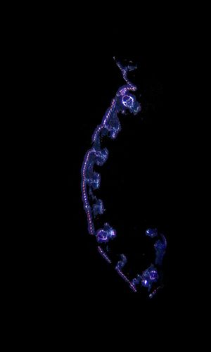 Melica ciliata L., © 2022, Hugo Berger – Blätter, 100x