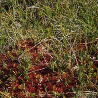 7/15 - © Copyright 2016 Patrice Prunier – VI.2.1.1.1 - Sphagnetum medii, Lofoten NO
