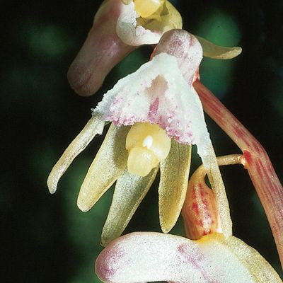 Epipogium aphyllum Sw., © 2022, Konrad Lauber – Flora Helvetica – Haupt Verlag