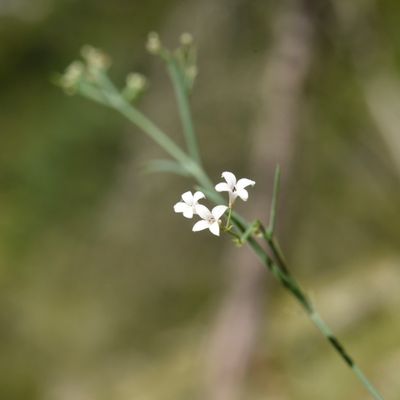 Asperula cynanchica L., © 2022, Philippe Juillerat – Cluse de Mümliswil, Lobisei
