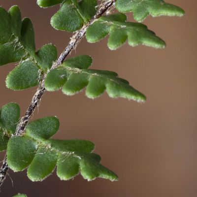 Notholaena marantae (L.) Desv., 17 September 2019, © Copyright Françoise Alsaker