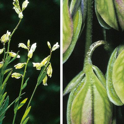Polygala vulgaris subsp. oxyptera (Rchb.) Schübl. & G. Martens, © 2022, Konrad Lauber – Flora Helvetica – Haupt Verlag
