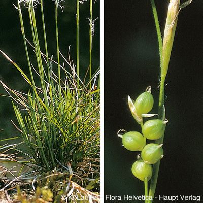 Carex alba Scop., © 2022, Konrad Lauber – Flora Helvetica – Haupt Verlag