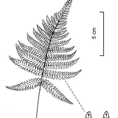 Phegopteris connectilis (Michx.) Watt, © 2022, Stefan Eggenberg – Flora Vegetativa - Haupt Verlag