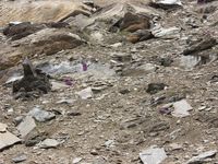 3/6 - © 2013, Patrice Prunier – III.3.1.2.5 - Campanulo cenisiae-Saxifragetum oppositifoliae, Oberrothorn Zermatt CH-Vs