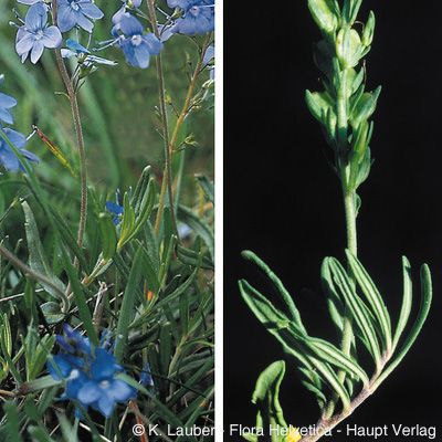Veronica prostrata subsp. scheereri J.-P. Brandt, © 2022, Konrad Lauber – Flora Helvetica – Haupt Verlag