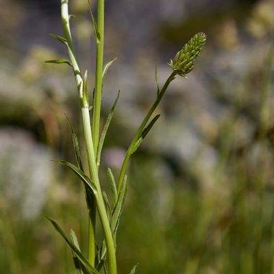 Phyteuma betonicifolium Vill., © 2022, Hugh Knott – Zermatt