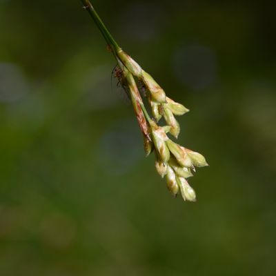 Carex ornithopoda Willd., © 2022, Philippe Juillerat – Chevenez, éboulis froid à Anthriscus stenophylla