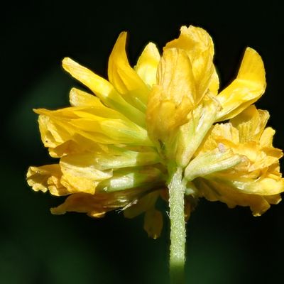 Trifolium patens Schreb., © Copyright Christophe Bornand