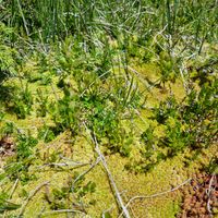 2/22 - © Copyright 2022 Patrice Prunier – VI.2.1.2.1 - Empetro hermaphroditi-Sphagnetum fusci, Simplonpass CH-VS