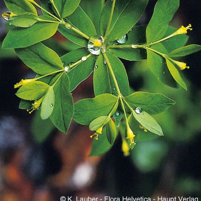 Euphorbia carniolica Jacq., © 2022, Konrad Lauber – Flora Helvetica – Haupt Verlag