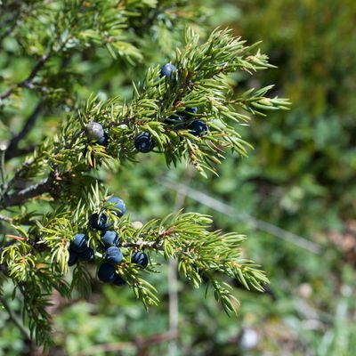Juniperus communis subsp. alpina Čelak., 1 August 2017, © Copyright Françoise Alsaker – Cupressaceae