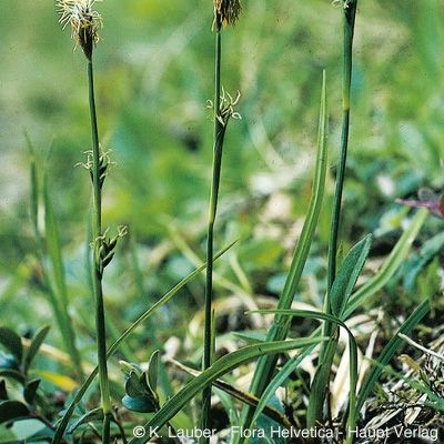 Carex vaginata Tausch, © 2022, Konrad Lauber – Flora Helvetica – Haupt Verlag