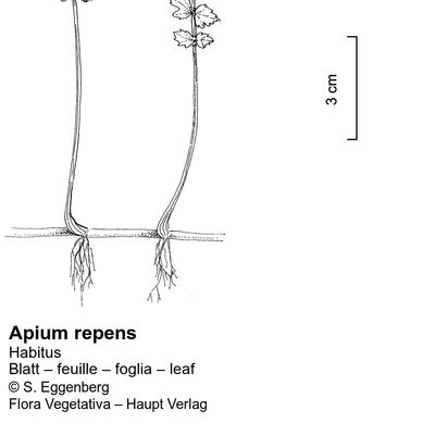 Apium repens (Jacq.) Lag., 12 January 2023, © 2022, Stefan Eggenberg – Flora Vegetativa © Haupt Verlag
