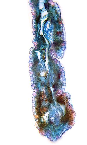 Eleocharis mamillata H. Lindb., © 2022, Hugo Berger – Blätter, 400x