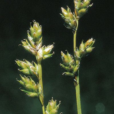 Carex brunnescens (Pers.) Poir., © 2022, Konrad Lauber – Flora Helvetica – Haupt Verlag