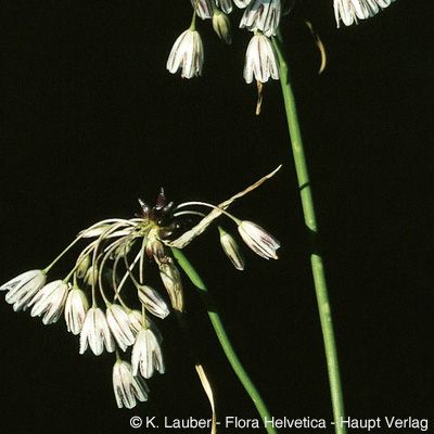 Allium oleraceum L., © 2022, Konrad Lauber – Flora Helvetica – Haupt Verlag