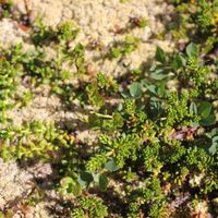 9/22 - © Copyright 2015 Patrice Prunier – VI.2.1.2.1 - Empetro hermaphroditi-Sphagnetum fusci, Grimsel CH-VS
