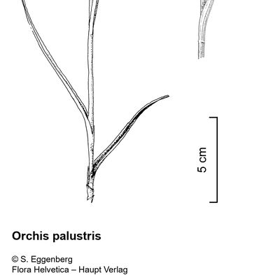 Orchis palustris Jacq., 2 December 2022, © 2022, Stefan Eggenberg – Flora Vegetativa - Haupt Verlag