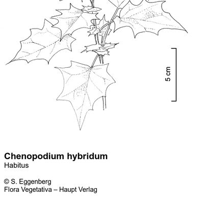 Chenopodium hybridum L., 12 January 2023, © 2022, Stefan Eggenberg – Flora Vegetativa © Haupt Verlag