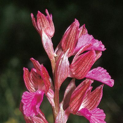 Orchis papilionacea L., © 2022, Konrad Lauber – Flora Helvetica – Haupt Verlag